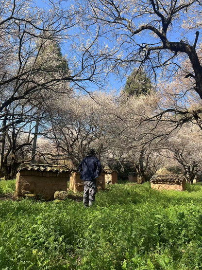 (De finales de enero a mediados de febrero) Camine por el bosque de ciruelos en flor en las montañas y recolecte miel local de los agricultores.