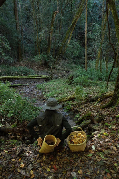 燕子的木莲花之旅