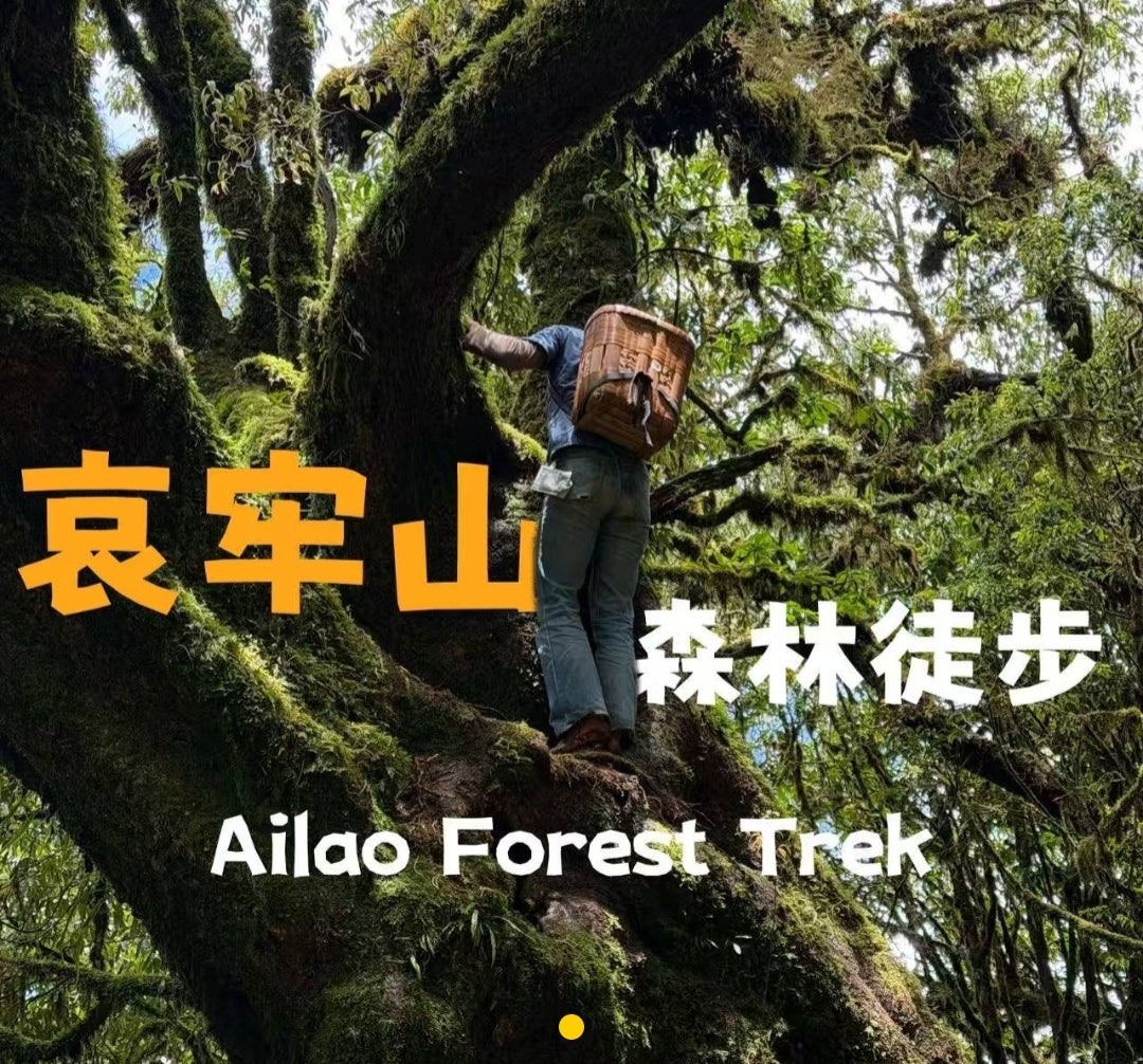 Hanhan's Ailao Mountain Forest Hike (2-day trip)