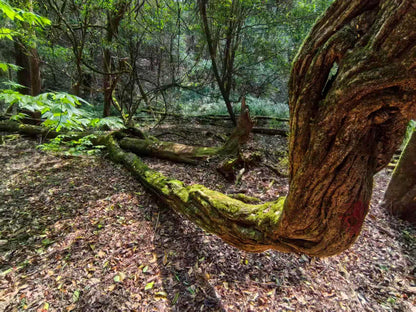 燕子的木莲花之旅
