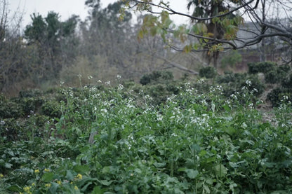 山脚散步采野菜，做天妇罗