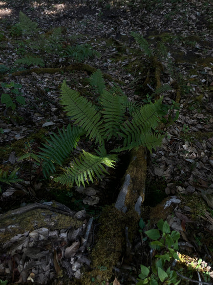 云之山脊 ｜ 徒步在大理的原始森林