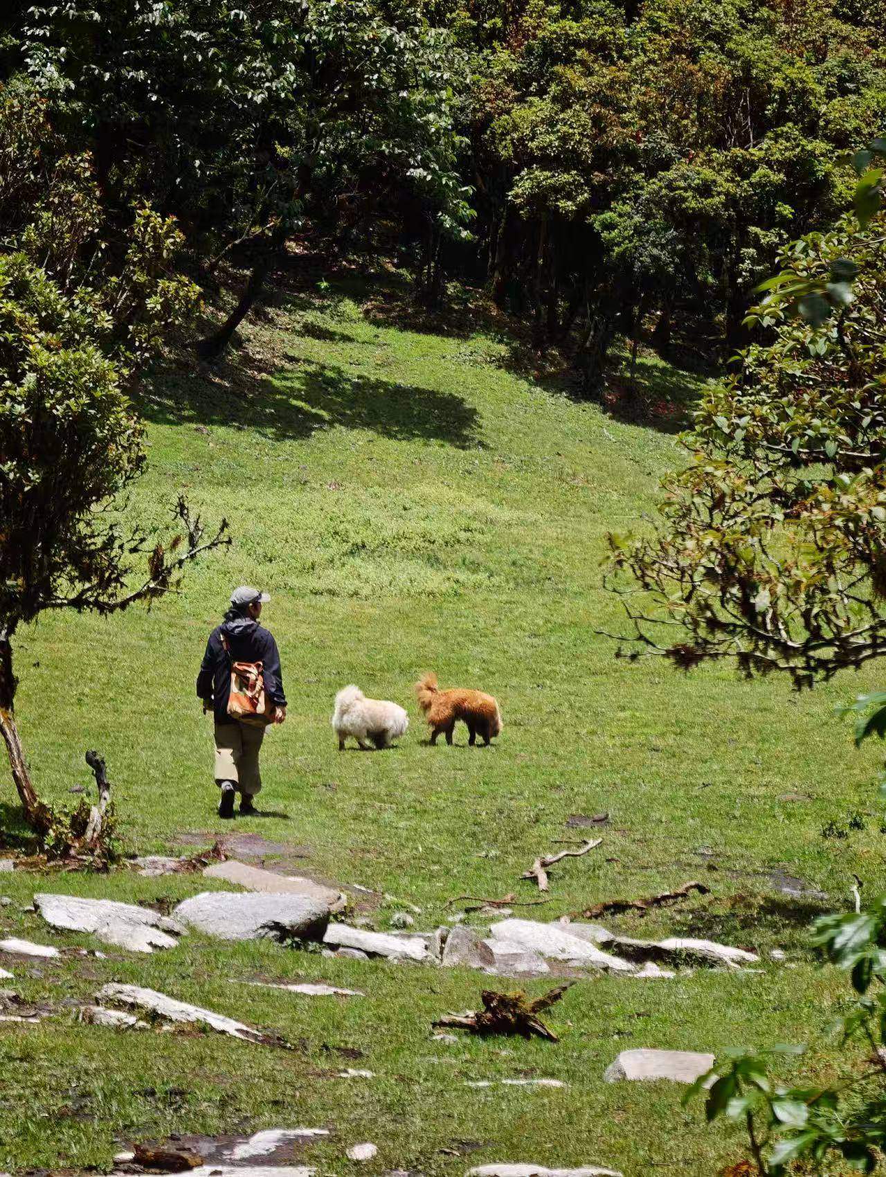 Hanhan's Ailao Mountain Forest Hike (2-day trip)