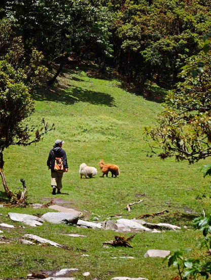 Hanhan's Ailao Mountain Forest Hike (2-day trip)