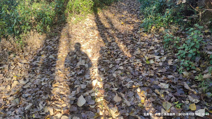 傍晚清碧溪茶园徒步 ｜下山向导红红家吃饭