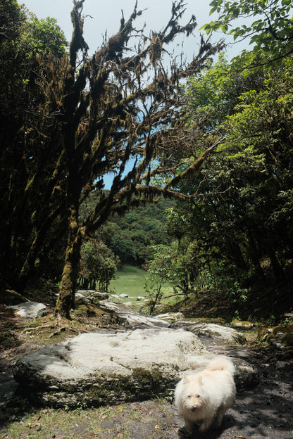 Hanhan's Ailao Mountain Forest Hike (2-day trip)