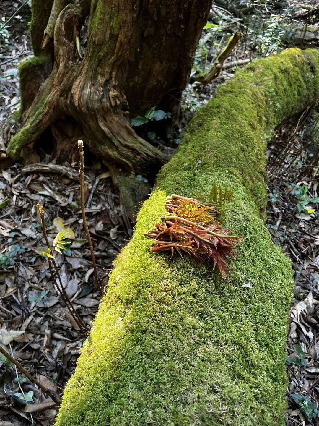 燕子的木莲花之旅