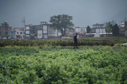 山脚散步采野菜，做天妇罗