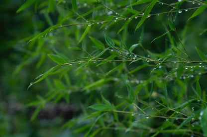 Té verde Mingqian y té Dianhong de Mocui Tea House