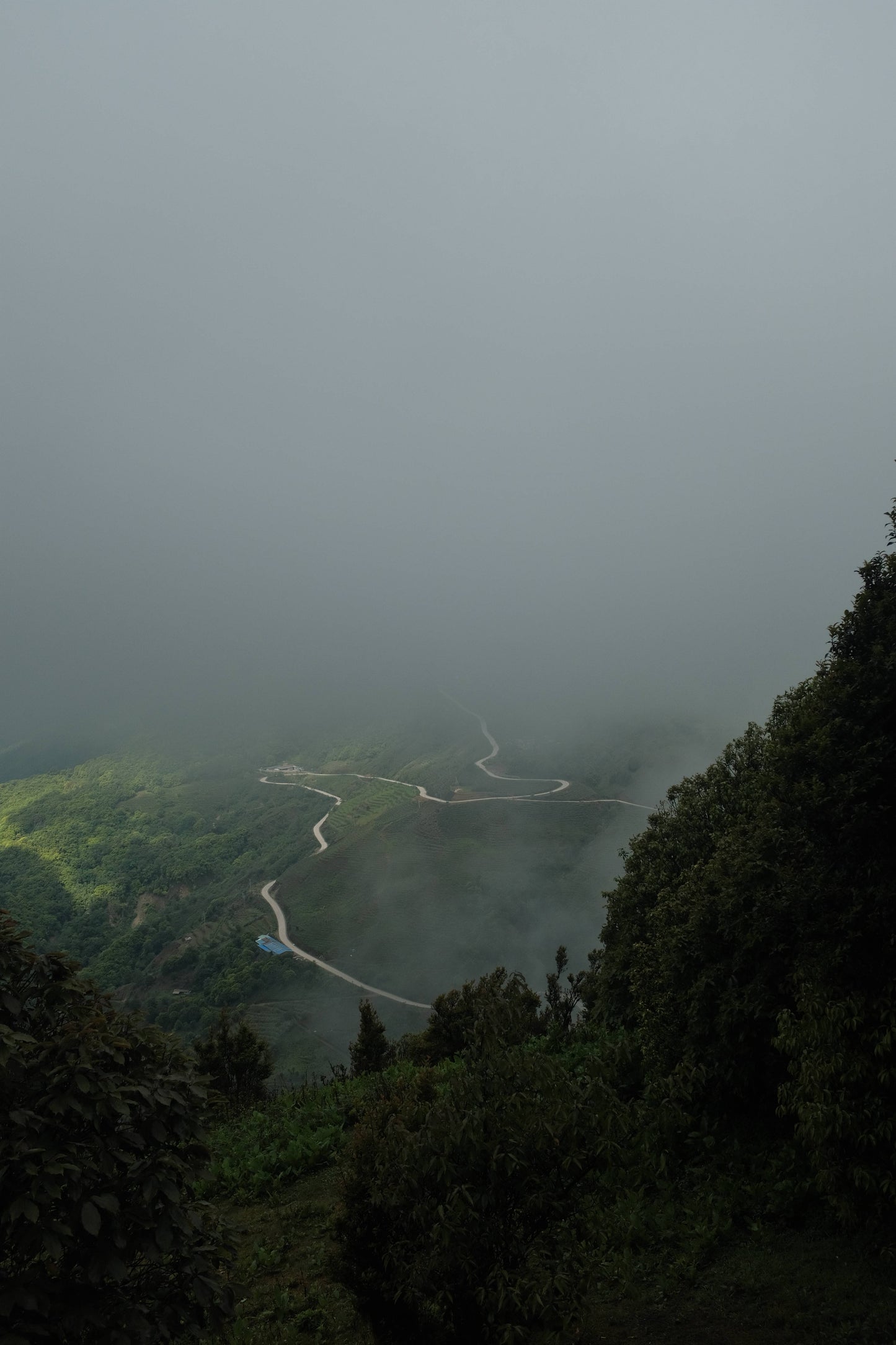 Hanhan's Ailao Mountain Forest Hike (2-day trip)