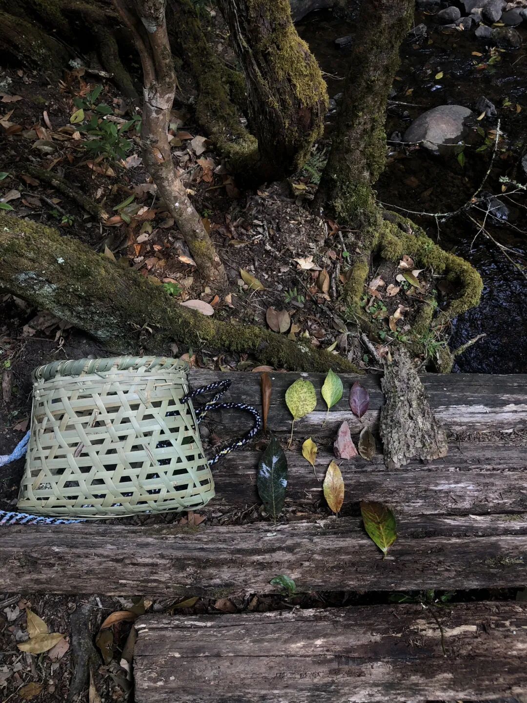 燕子的木莲花之旅