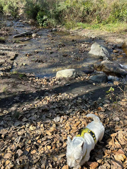 傍晚清碧溪茶园徒步 ｜下山向导红红家吃饭