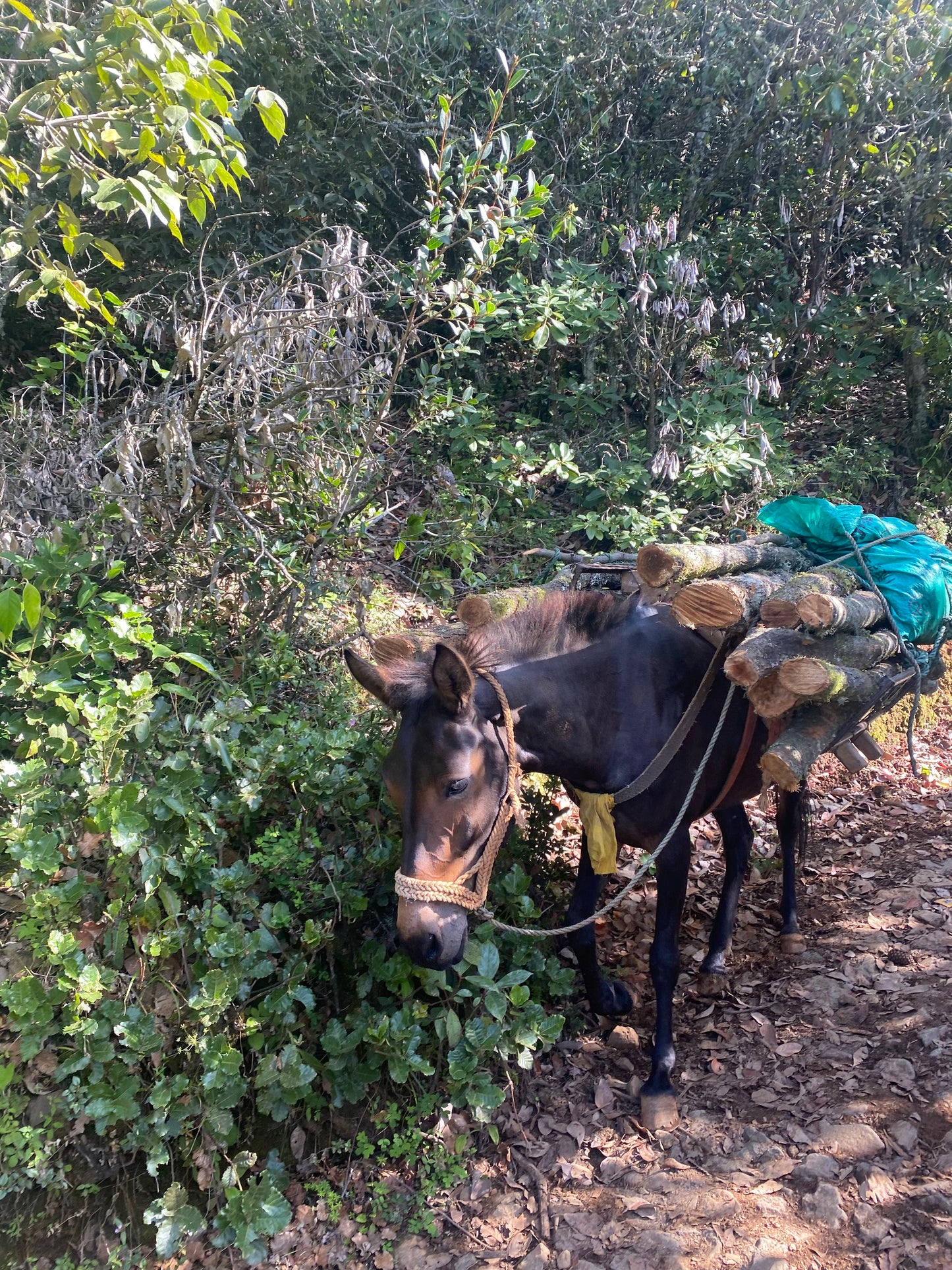 木香坪｜高山草甸軽いハイキング 