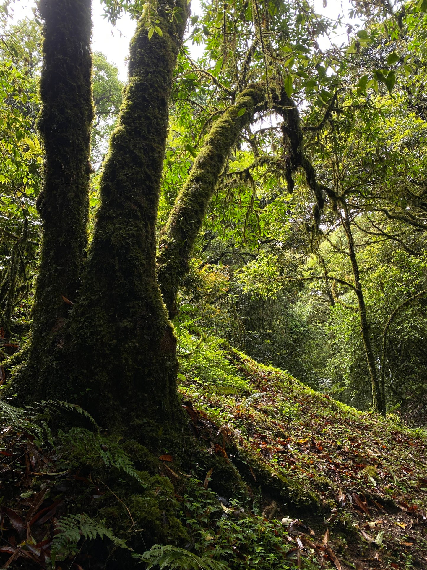 Hanhan's Ailao Mountain Forest Hike (2-day trip)