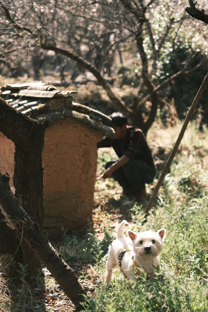 (De finales de enero a mediados de febrero) Camine por el bosque de ciruelos en flor en las montañas y recolecte miel local de los agricultores.