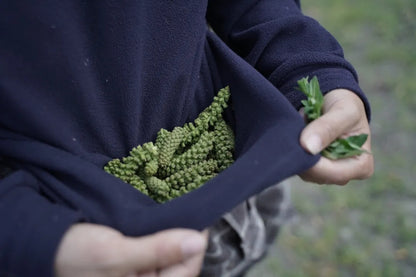 山脚散步采野菜，做天妇罗