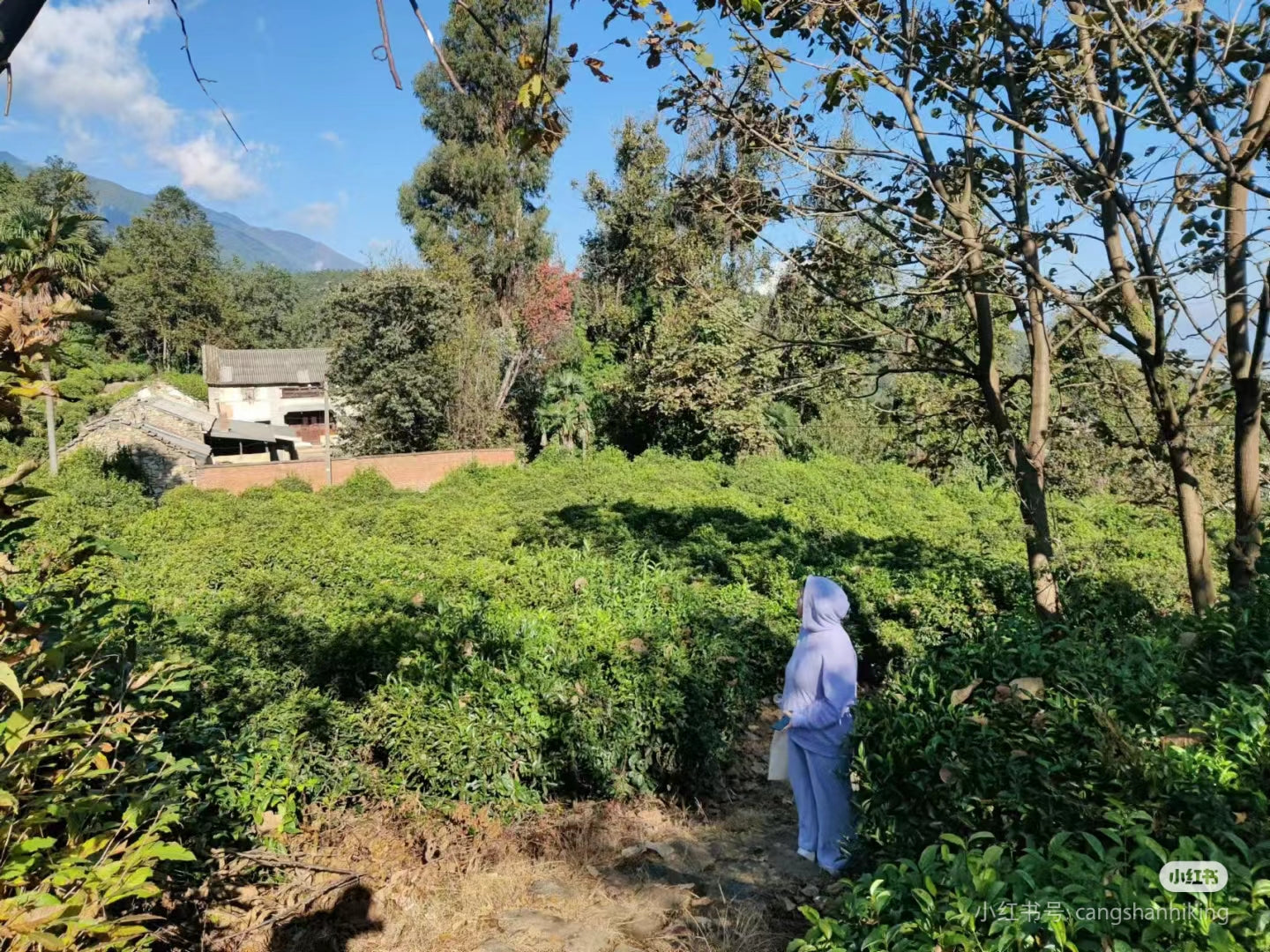 Hiking to Boluo temple and enjoy the vegan food