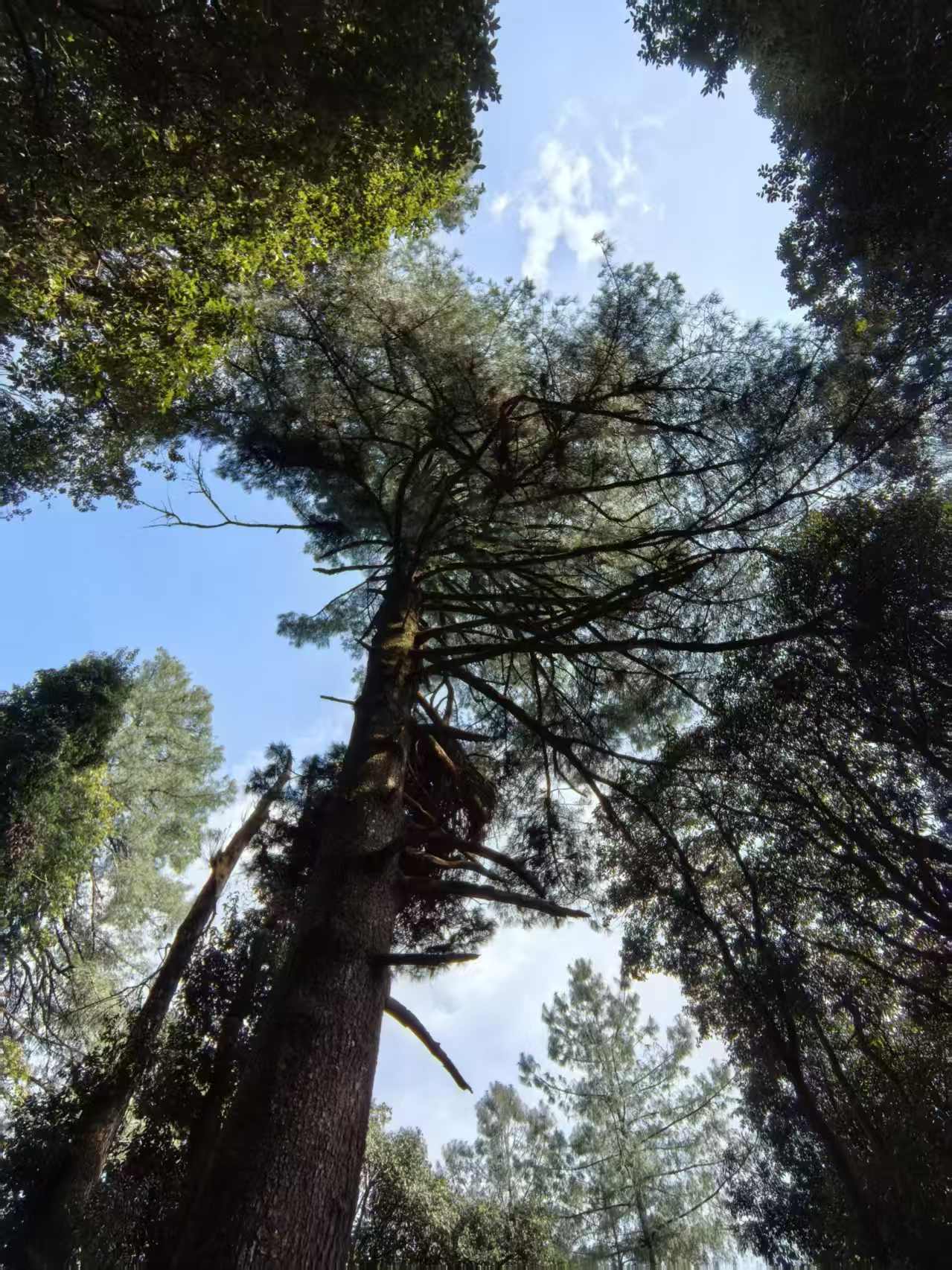 燕子的木莲花之旅
