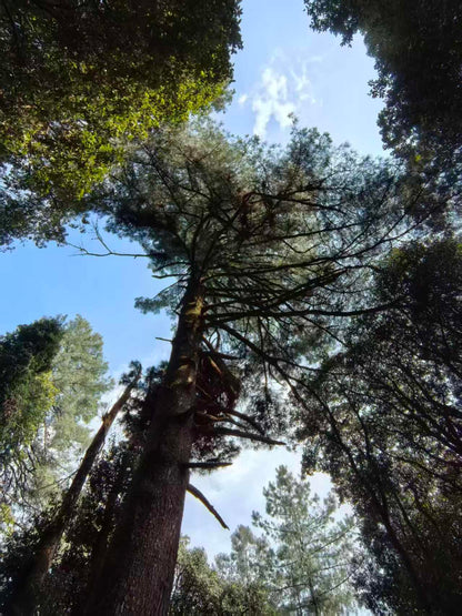 燕子的木莲花之旅