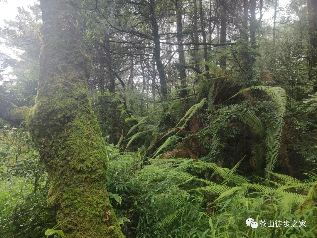 Hiking to Boluo temple and enjoy the vegan food