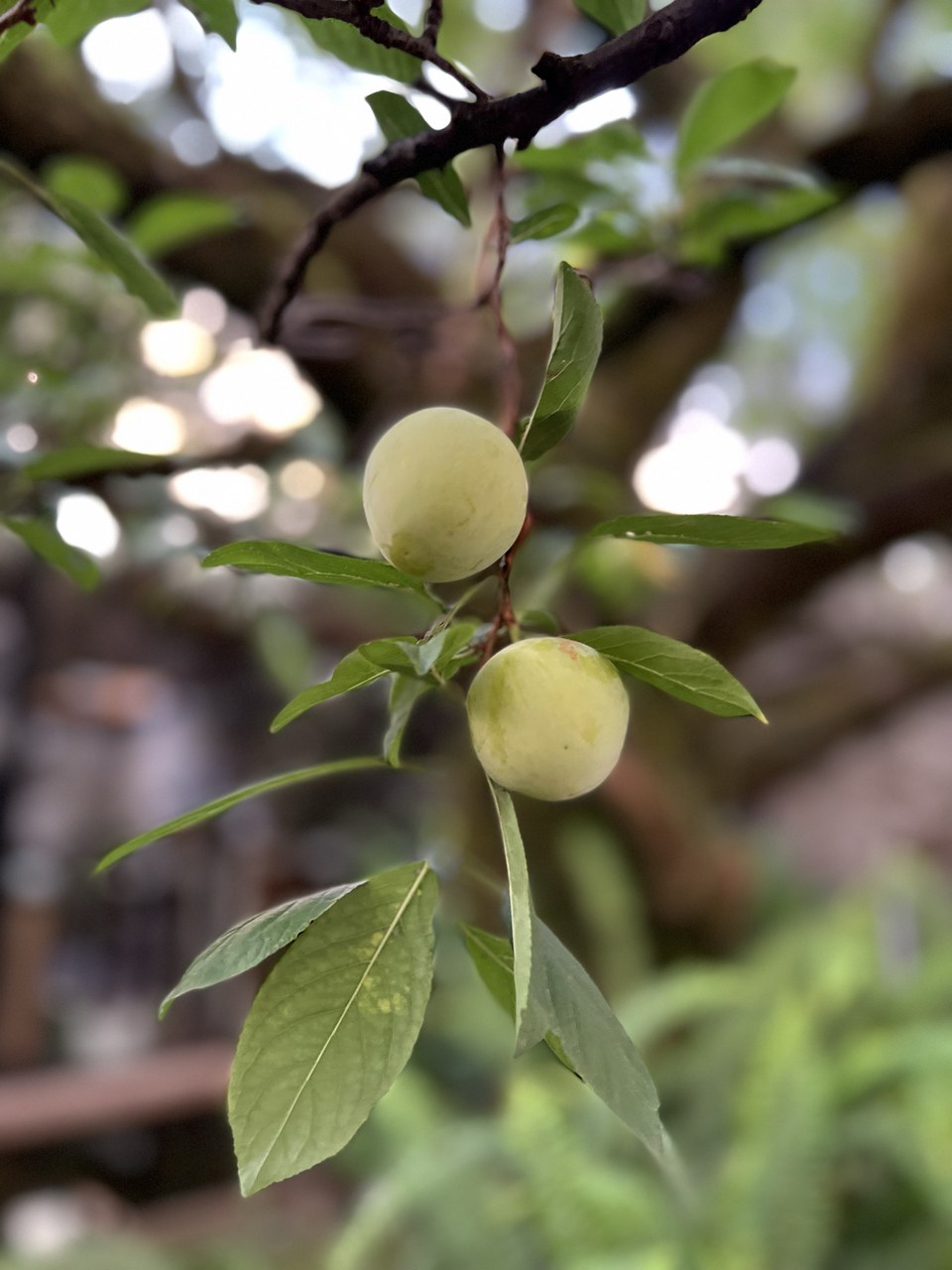 Air Garden | Exquisite and quiet traditional courtyard B&amp;B