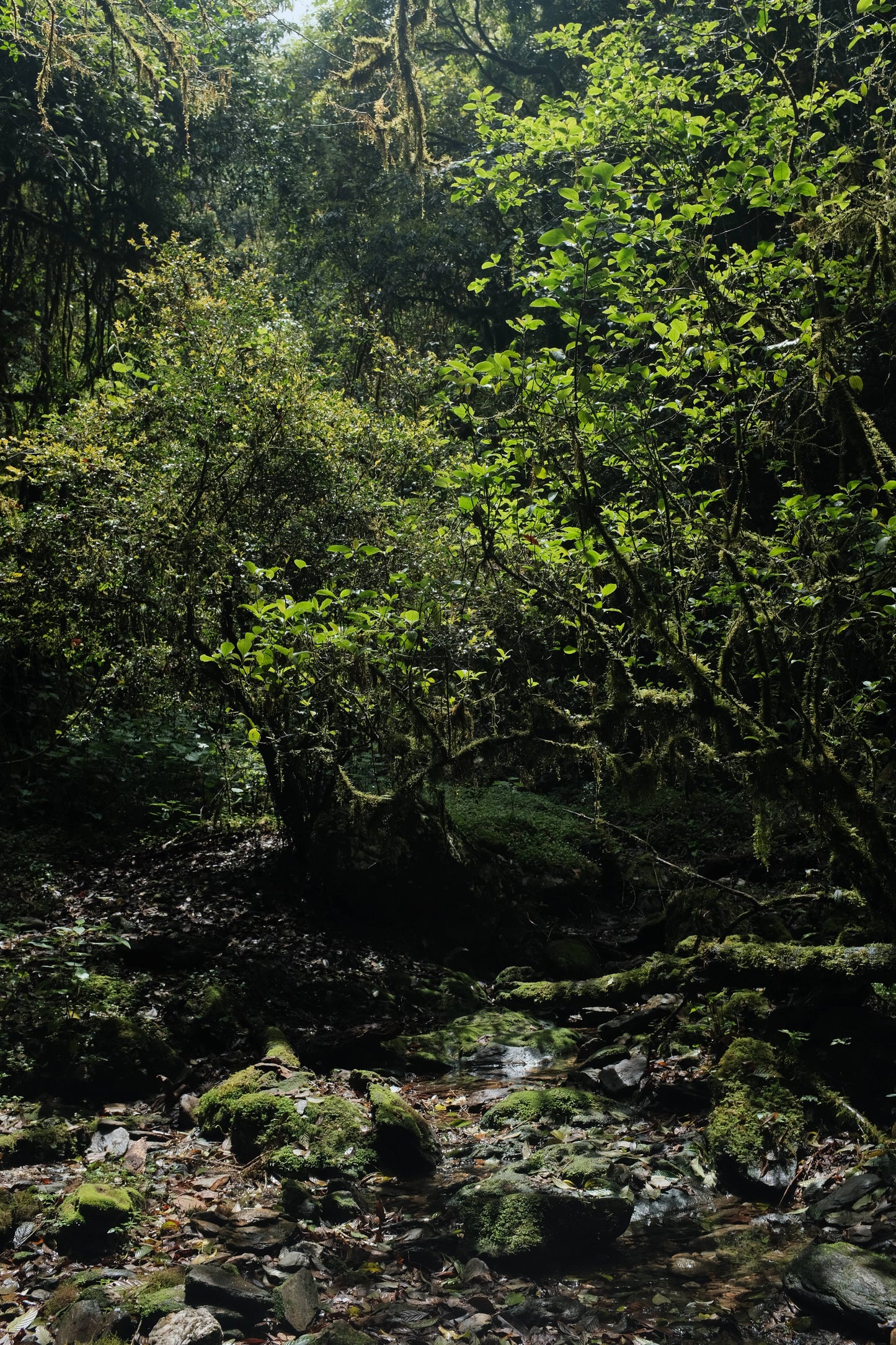 Hanhan's Ailao Mountain Forest Hike (2-day trip)