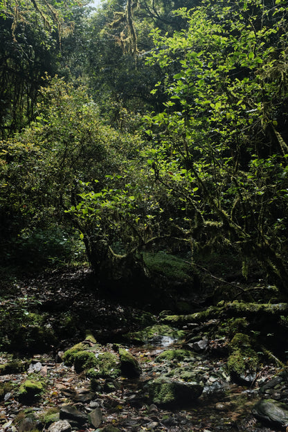 Hanhan's Ailao Mountain Forest Hike (2-day trip)