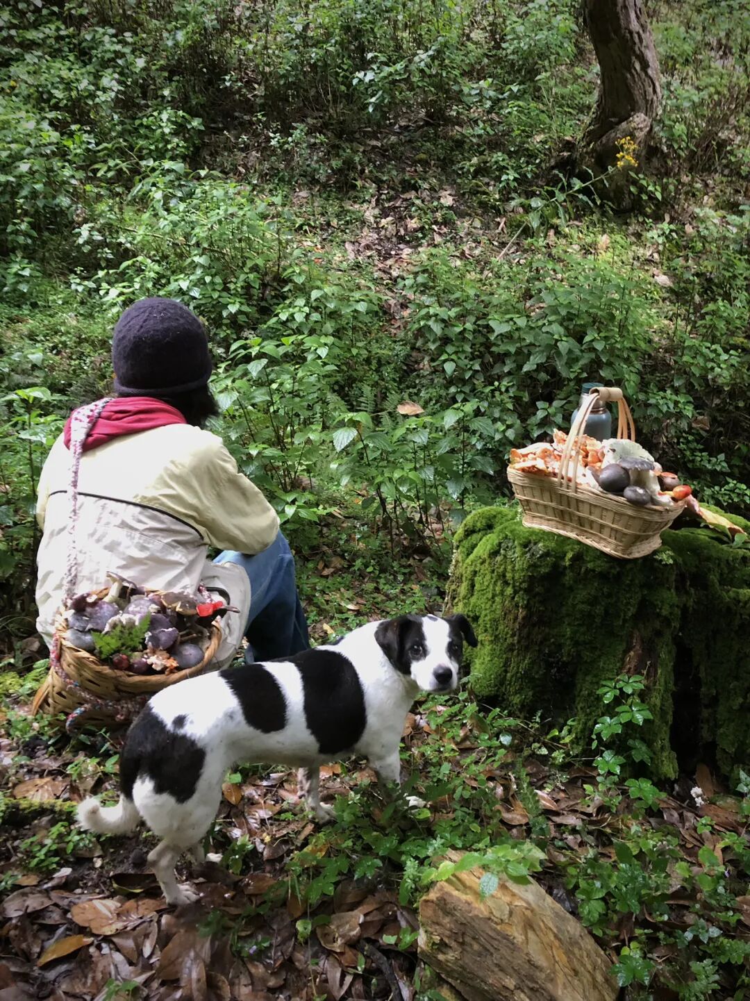 燕子的木莲花之旅