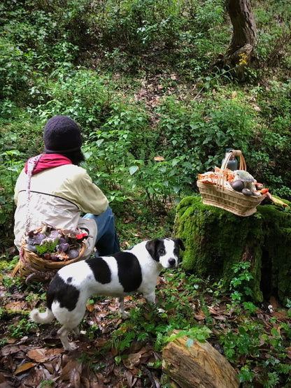 燕子的木莲花之旅