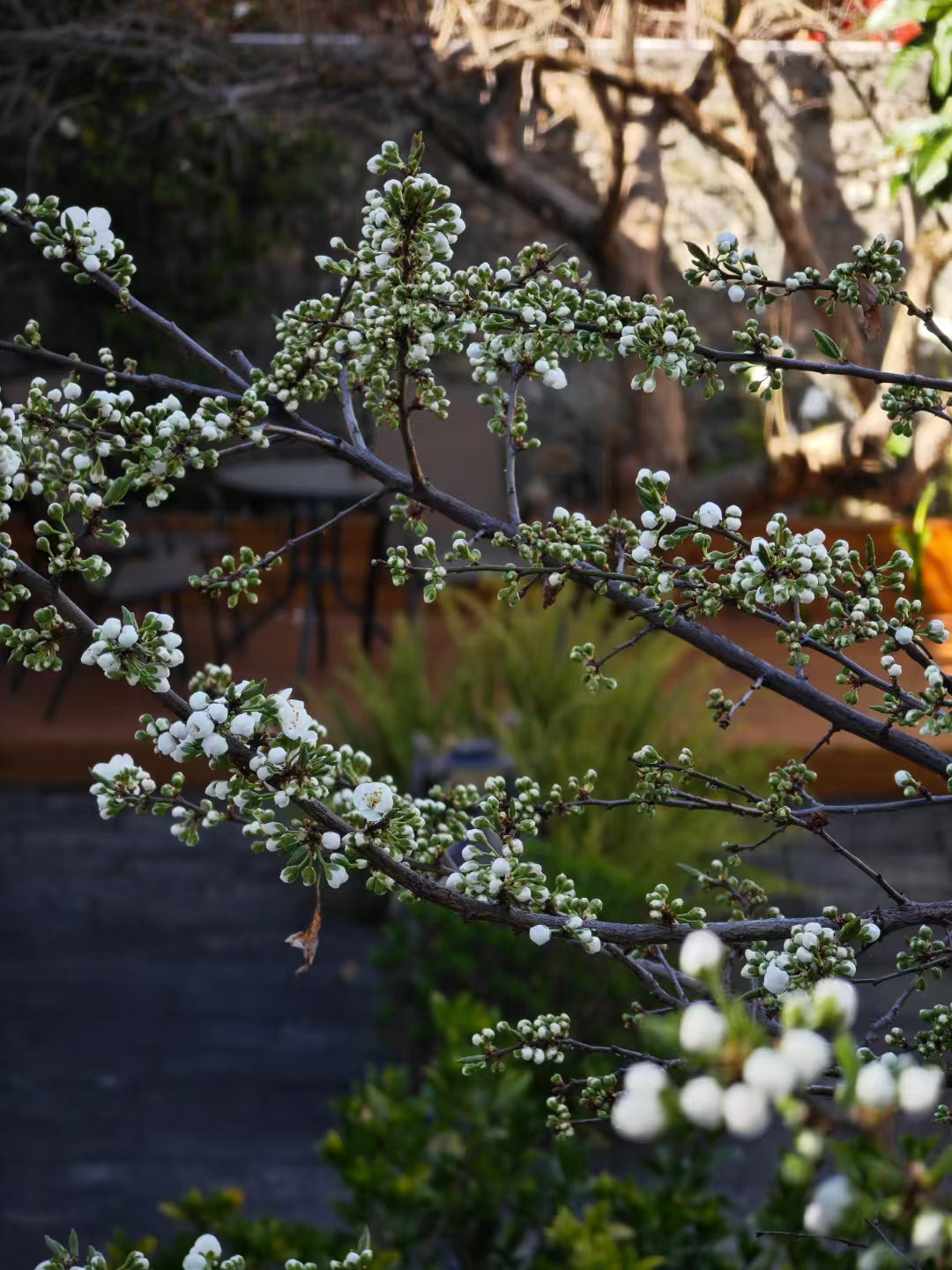 Air Garden | Exquisite and quiet traditional courtyard B&amp;B