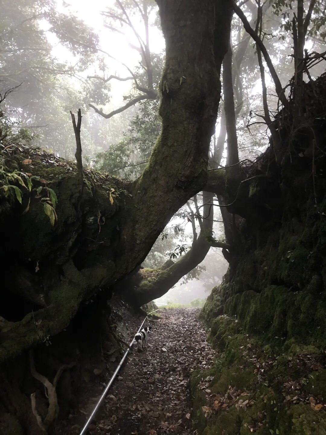 燕子的木莲花之旅