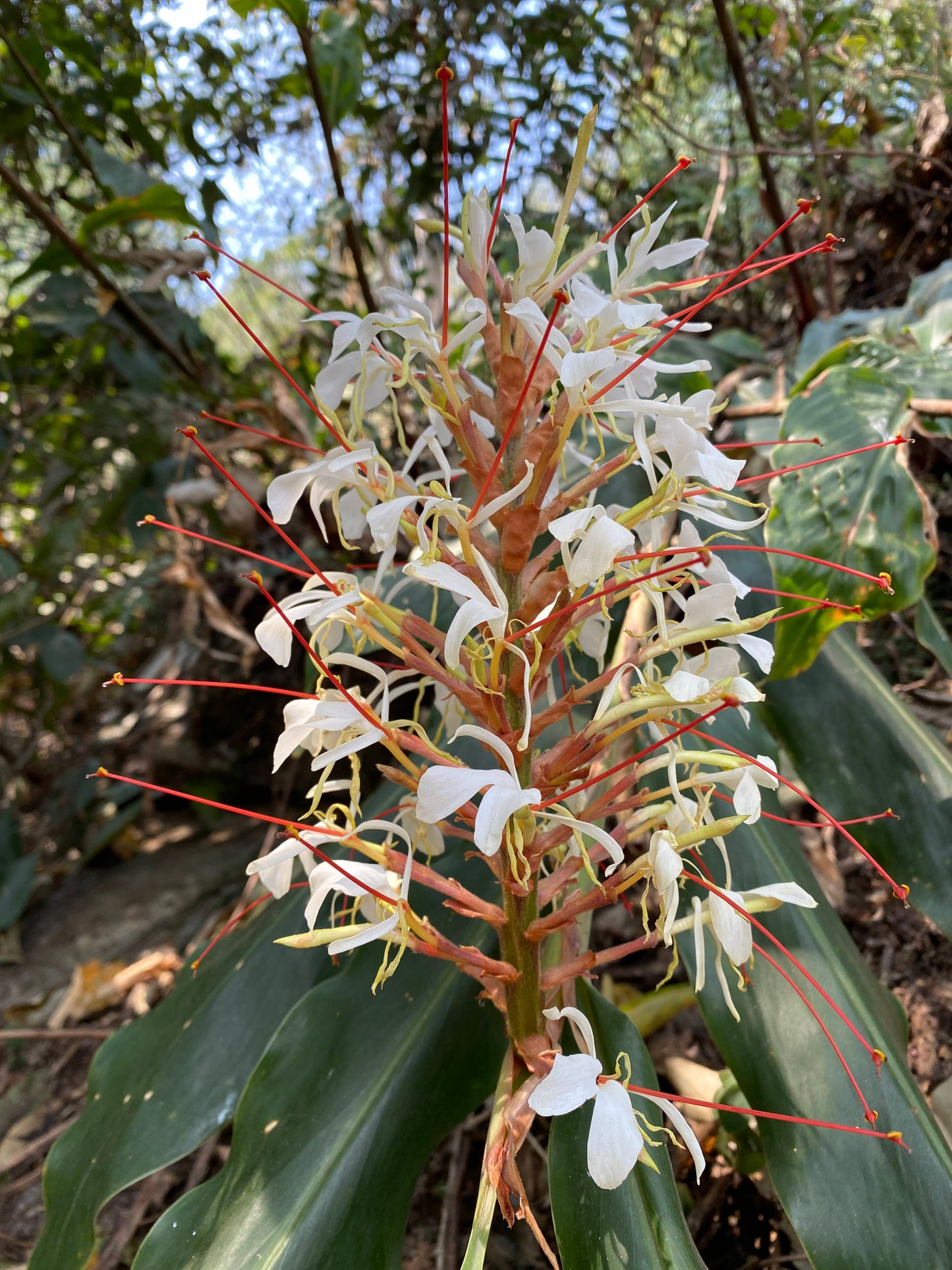 怒江2日旅行｜咖啡晒场 南部边境 温泉