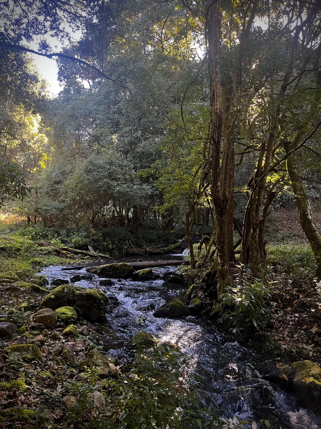 燕子的木莲花之旅