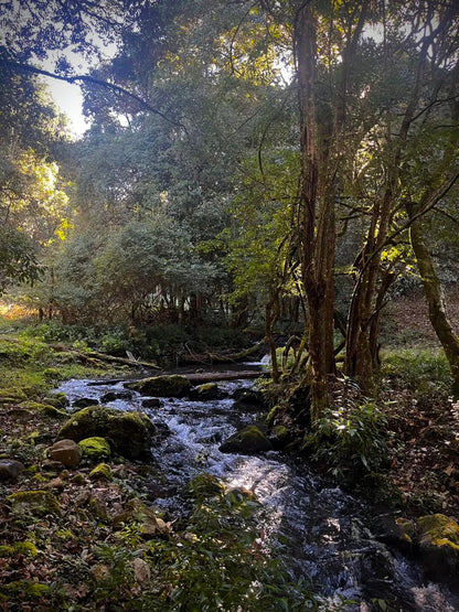 燕子的木莲花之旅