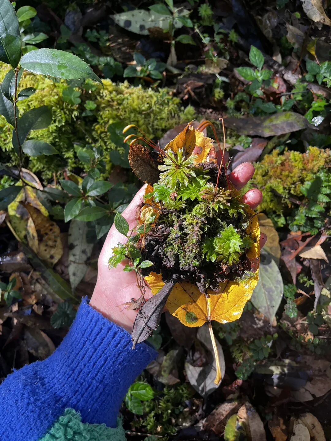 燕子的木莲花之旅