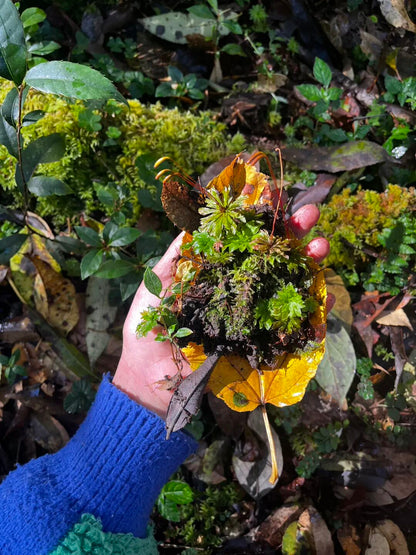 燕子的木莲花之旅
