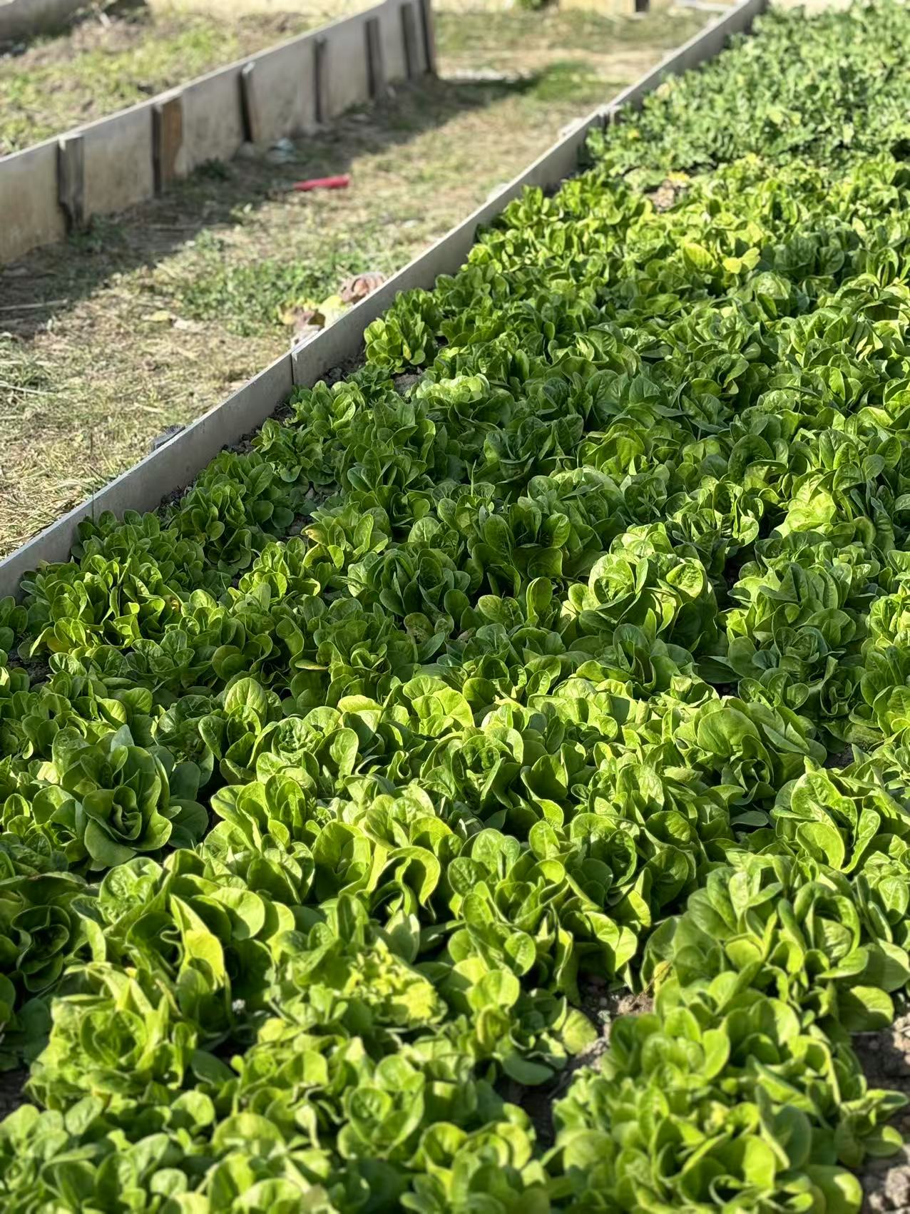 Visita la granja orgánica para recoger frutas | Cocina en casa con Honghong