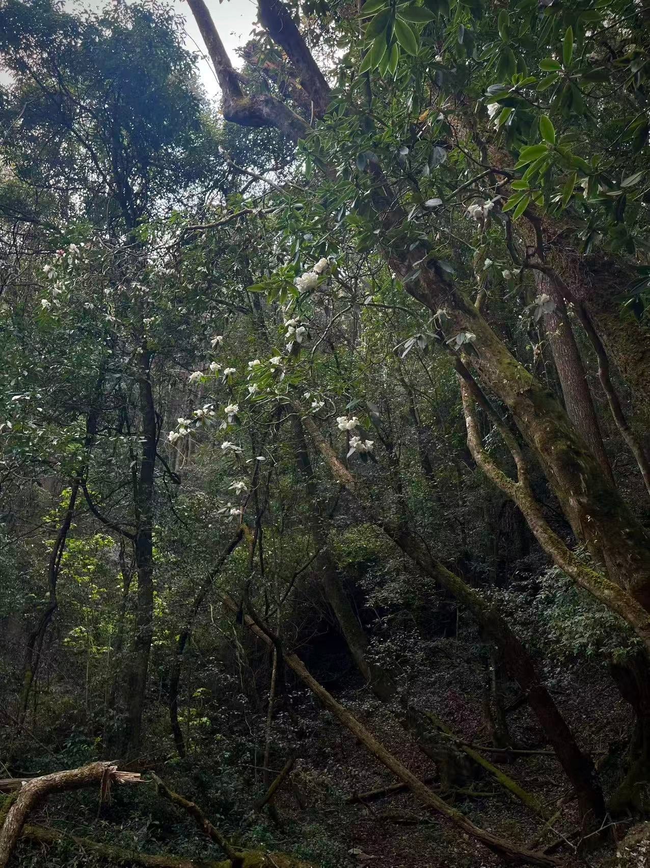 燕子的木莲花之旅