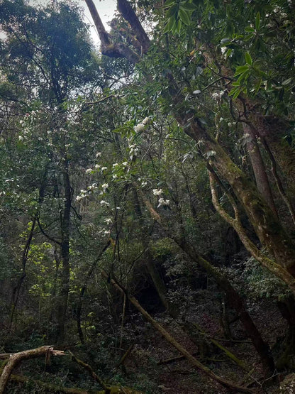 燕子的木莲花之旅