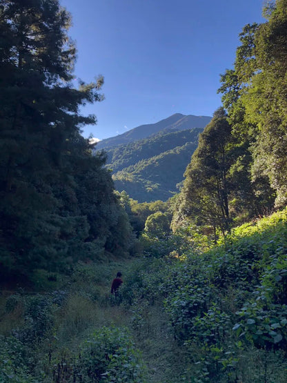 燕子的木莲花之旅