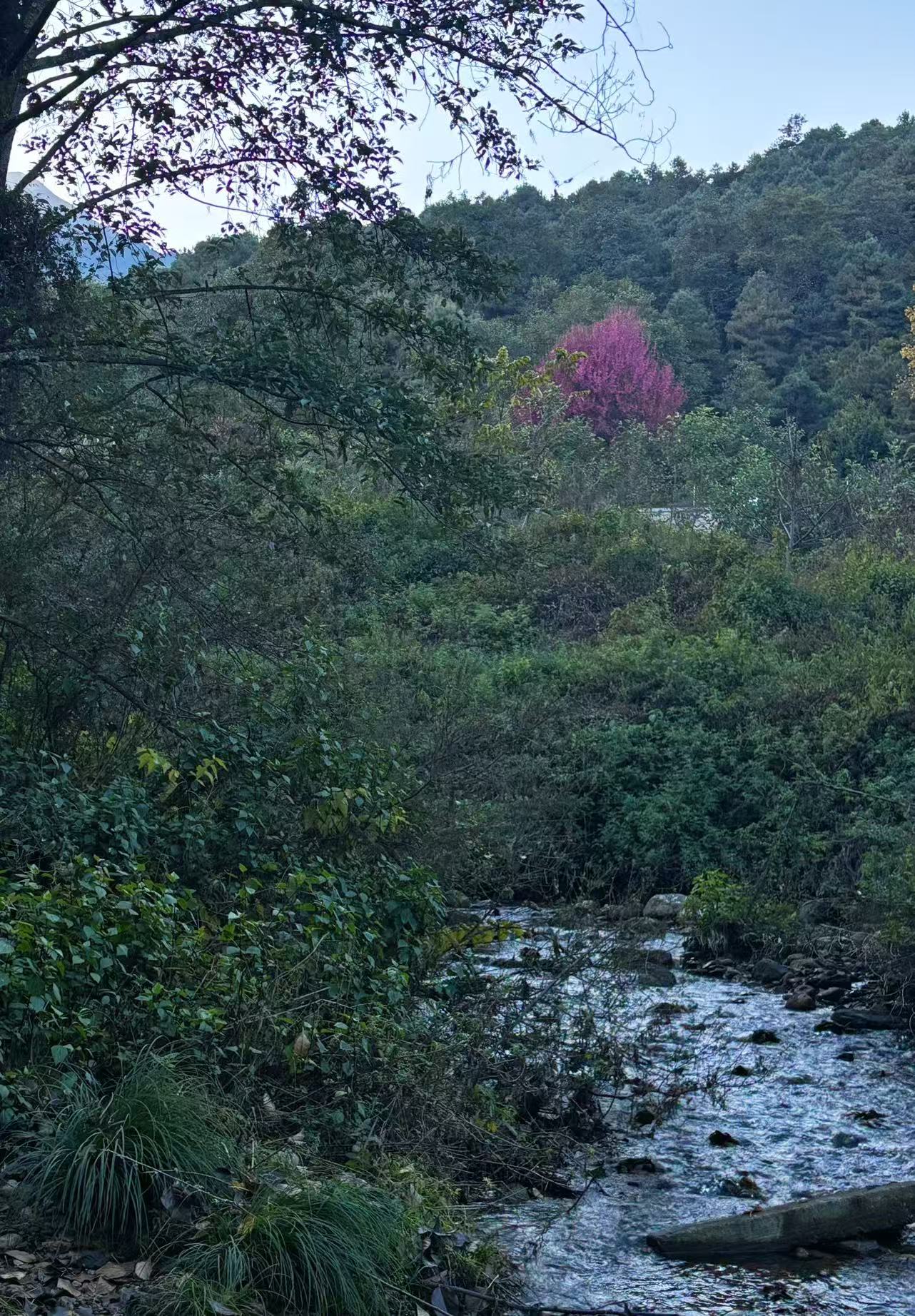 傍晚清碧溪茶园徒步 ｜下山向导红红家吃饭