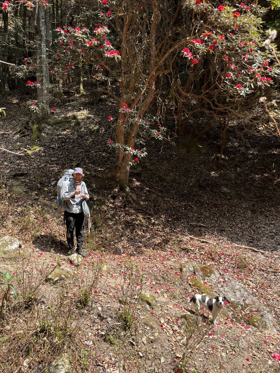 燕子的木莲花之旅
