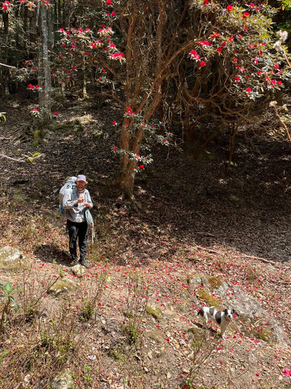 燕子的木莲花之旅