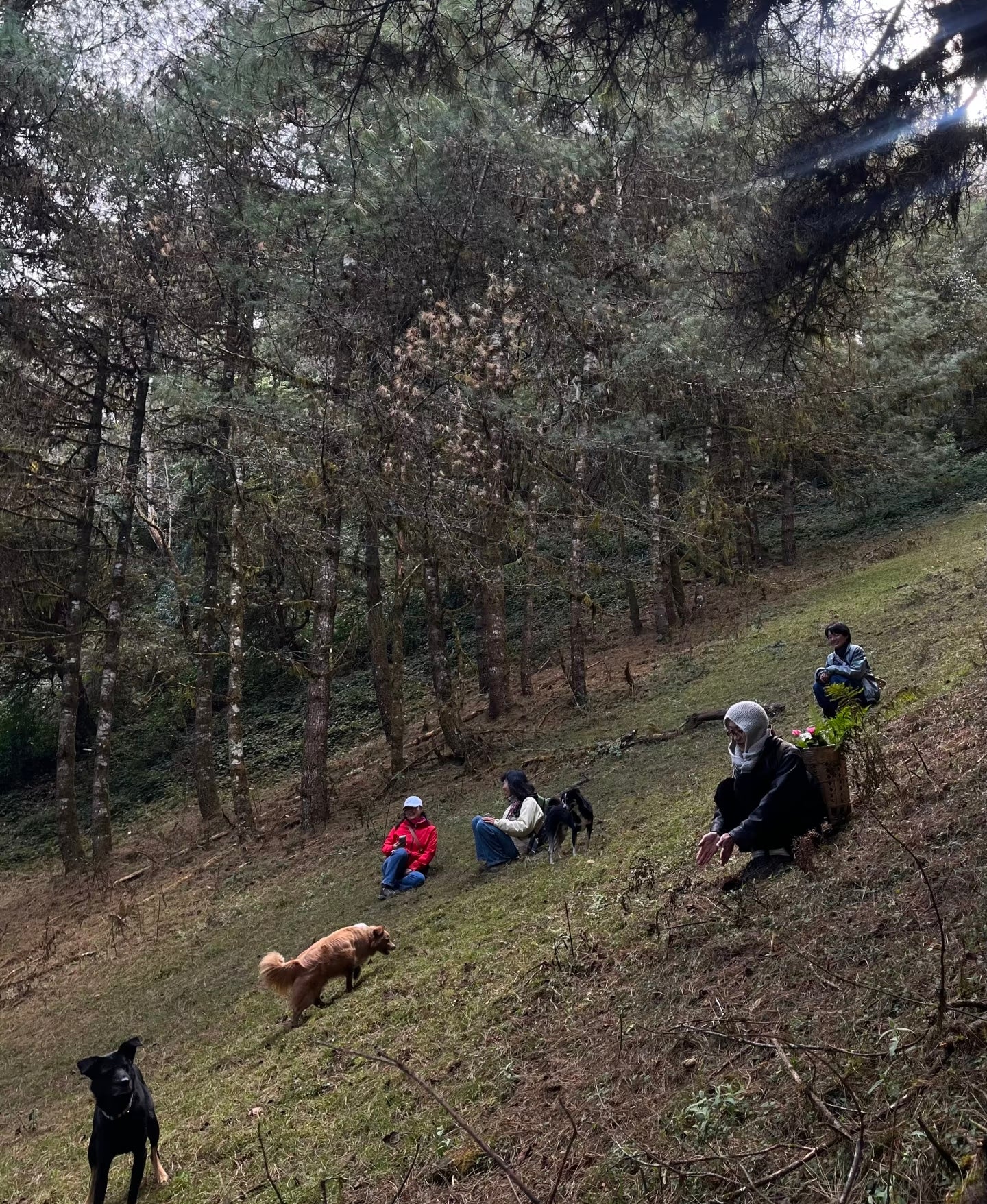 云之山脊 ｜ 徒步在大理的原始森林