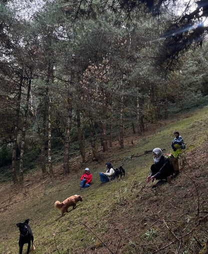 云之山脊 ｜ 徒步在大理的原始森林