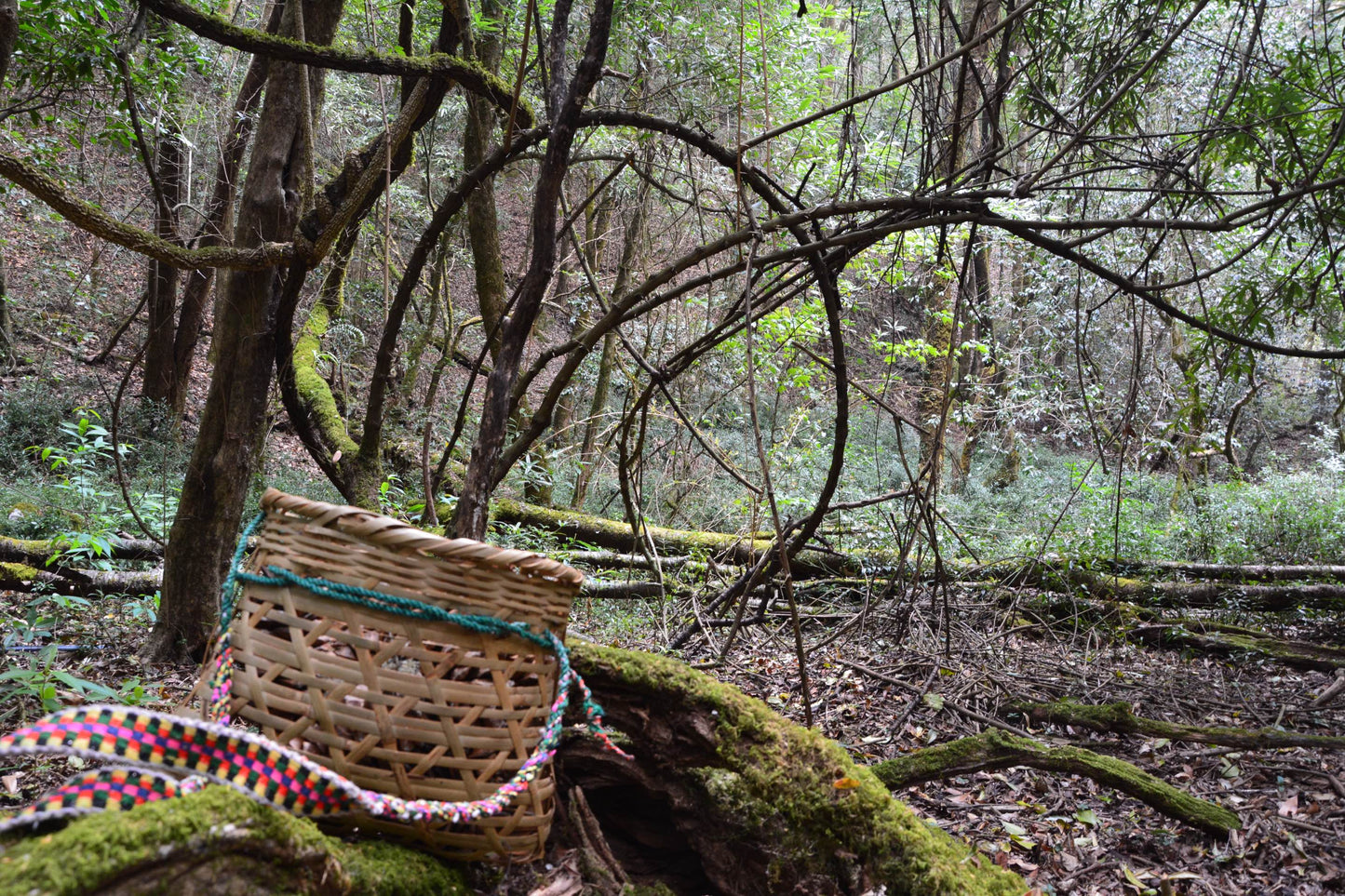 燕子的木莲花之旅