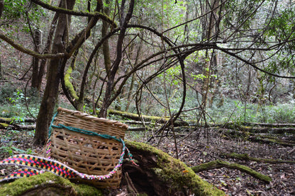 燕子的木莲花之旅