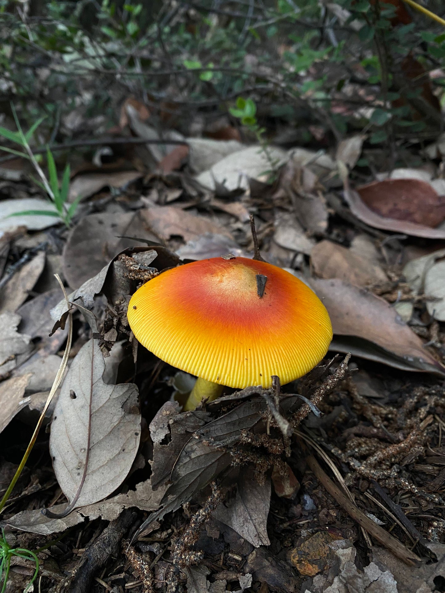 木香坪｜高山草甸軽いハイキング 