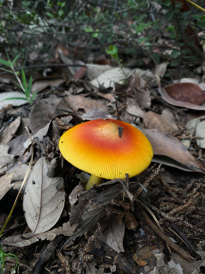 木香坪｜高山草甸軽いハイキング 