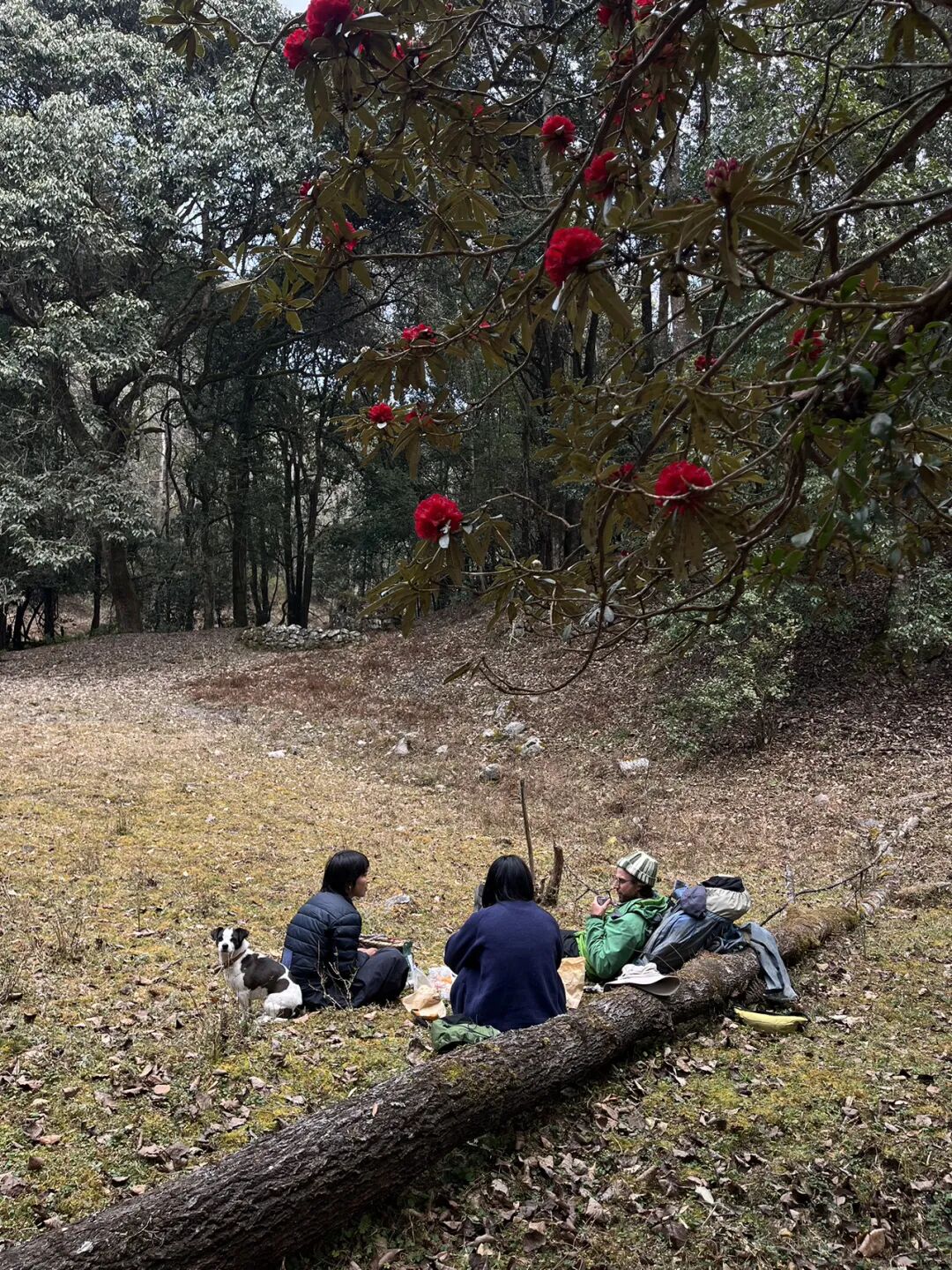 燕子的木莲花之旅